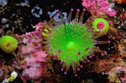 Corynactis-viridis-Belle ile Pointe de Kerzo-7m-20160704-Denis-ADER-DSC_8679_tn
